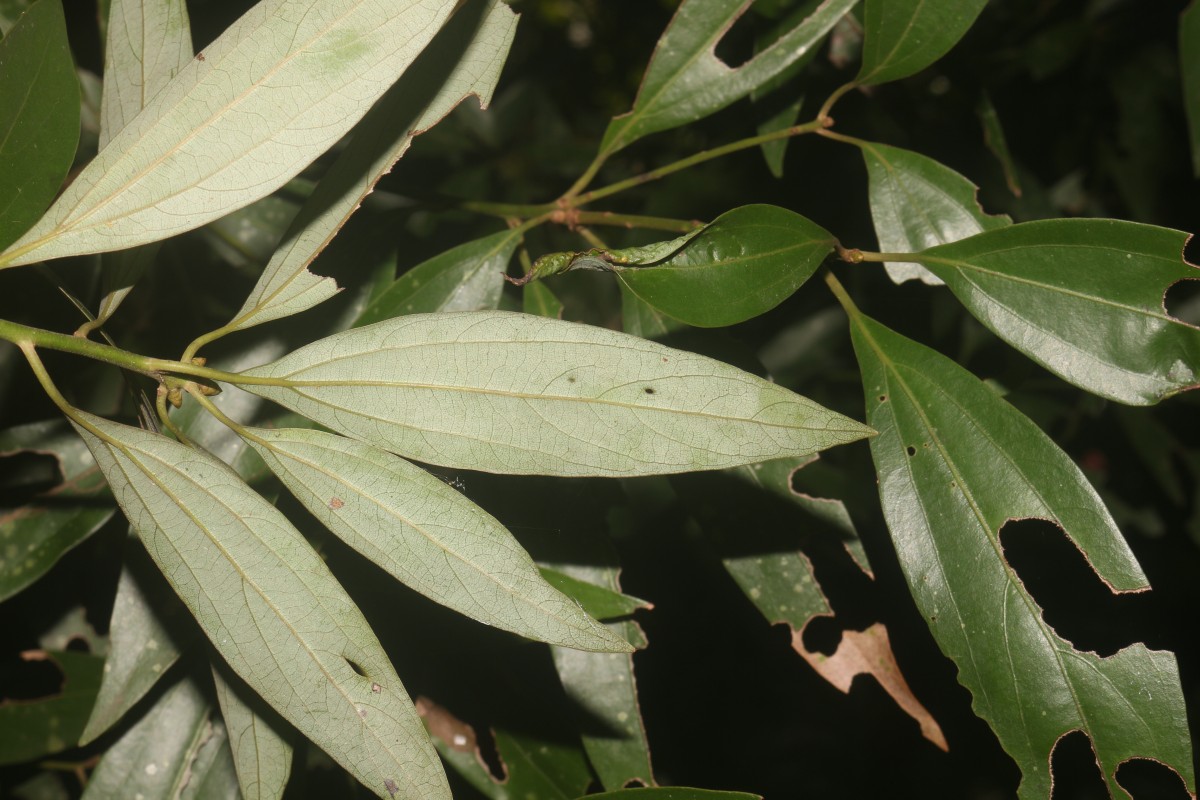 Neolitsea cassia (L.) Kosterm.